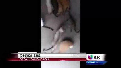 06-23 NUESTRA COMUNIDAD ANIMALS RESCUE