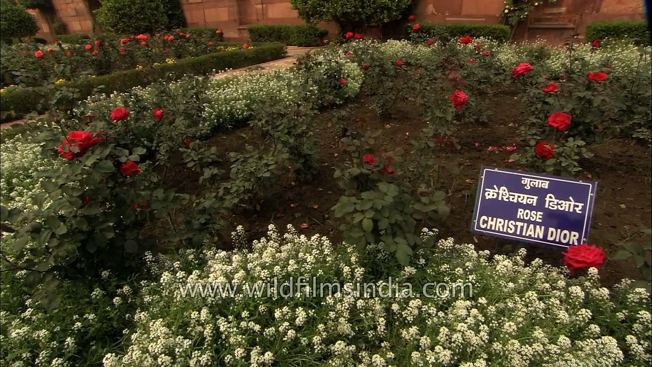 Christian Dior Rose Flowers at Mughal Gardens, New Delhi