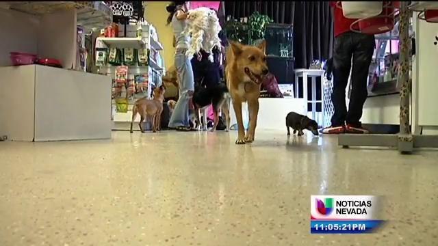 Consejos Sobre Cuidado de Mascotas