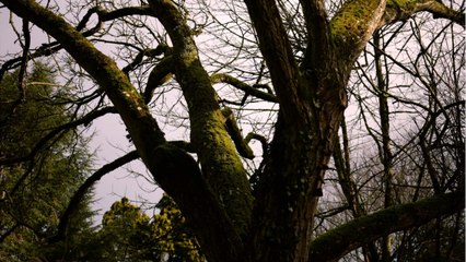 UNE TONNELLERIE FAIT ABATTRE UN ARBRE TRICENTENAIRE POUR FABRIQUER DES BARRIQUES