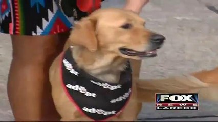 Gold Retrievers Take to Houston, TX