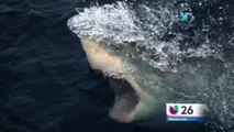 Semana de los tiburones