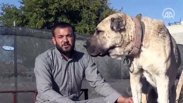 Çobanların vazgeçilmezi Guregh cinsi köpekler Şanlıurfa'da yetiştiriliyor