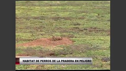 Hábitat de perros de la pradera en peligro