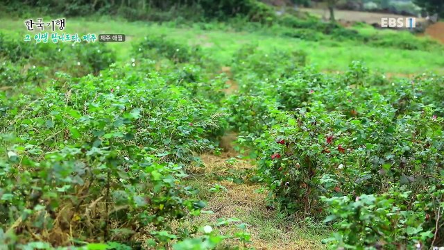 한국기행 - Korea travel_그 인생 탐나도다, 제주 3부-목화오름 그 사나이_#002