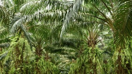 Faut-il interdire l'huile de palme ?
