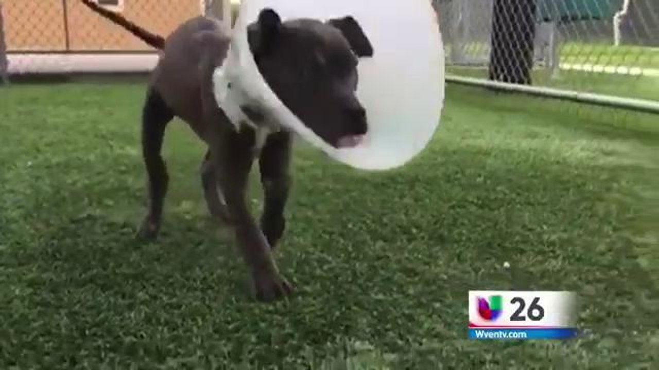 Aparente abuso animal