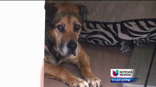 El 4 de julio, uno de los peores días para las mascotas