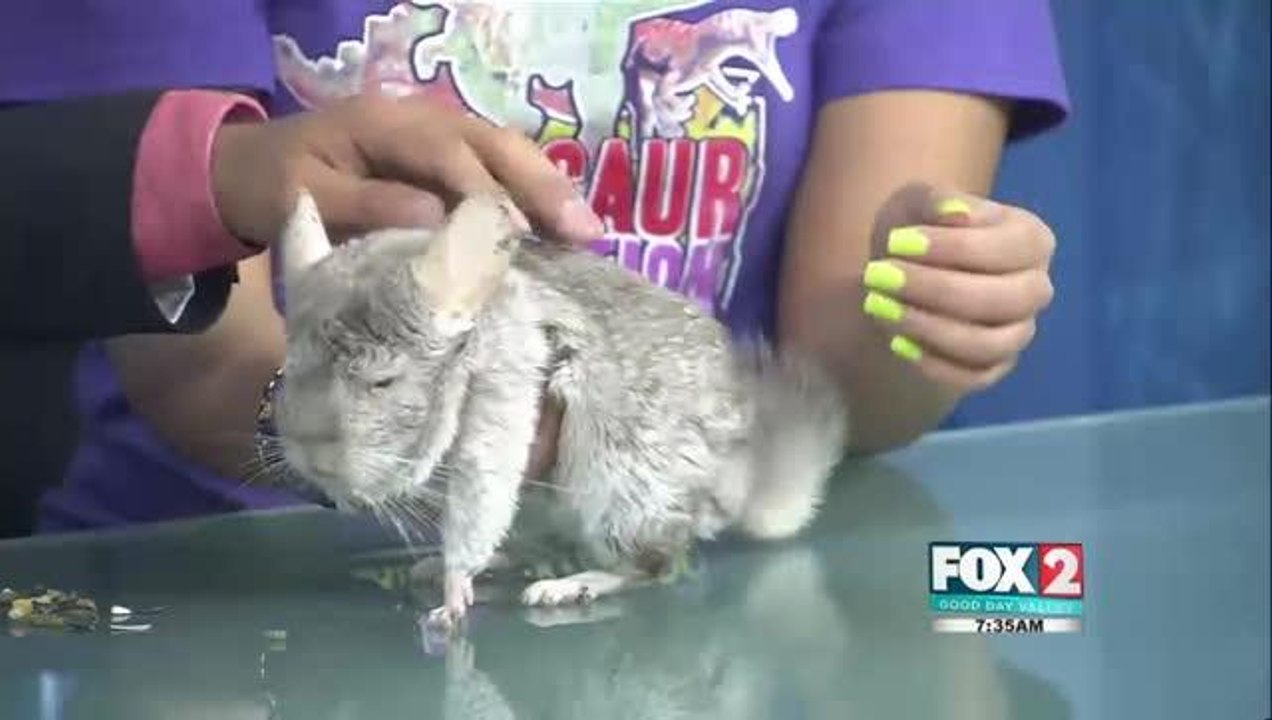 Last Week To Catch Dinosaur Exposition At Gladys Porter Zoo!