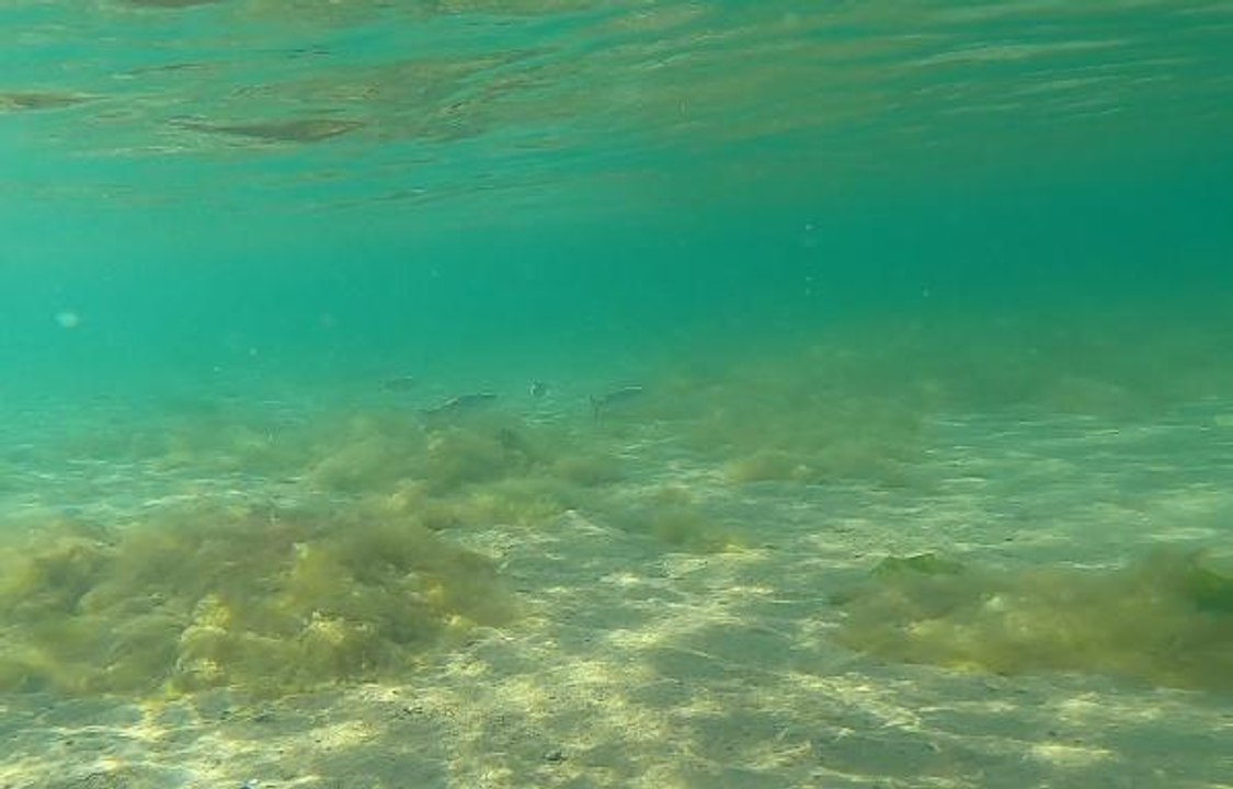 İZMİT KÖRFEZİ'NDE CANLILIK ARTIYOR