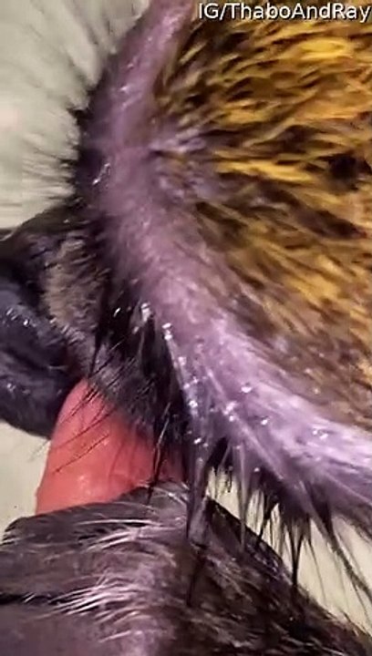 Monkey Gives His Human A Manicure