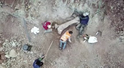 Un grupo de paleontólogos descubre en Brasil una nueva especie de dinosaurio