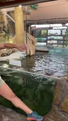 Alligator eat meat