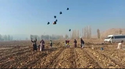 Tarım işçileri havaya kova atıp doyasıya eğlenerek sezonu bitirdi