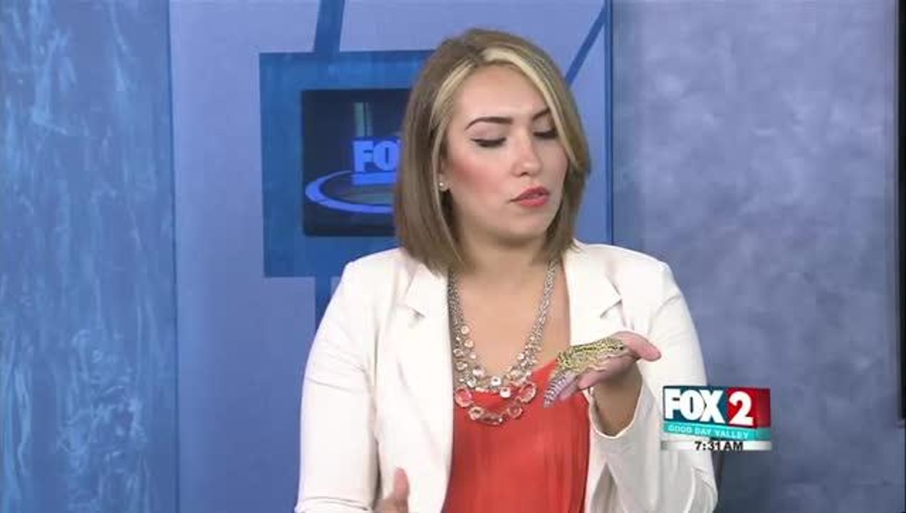 Starlight Safari Sleepover at Gladys Porter Zoo