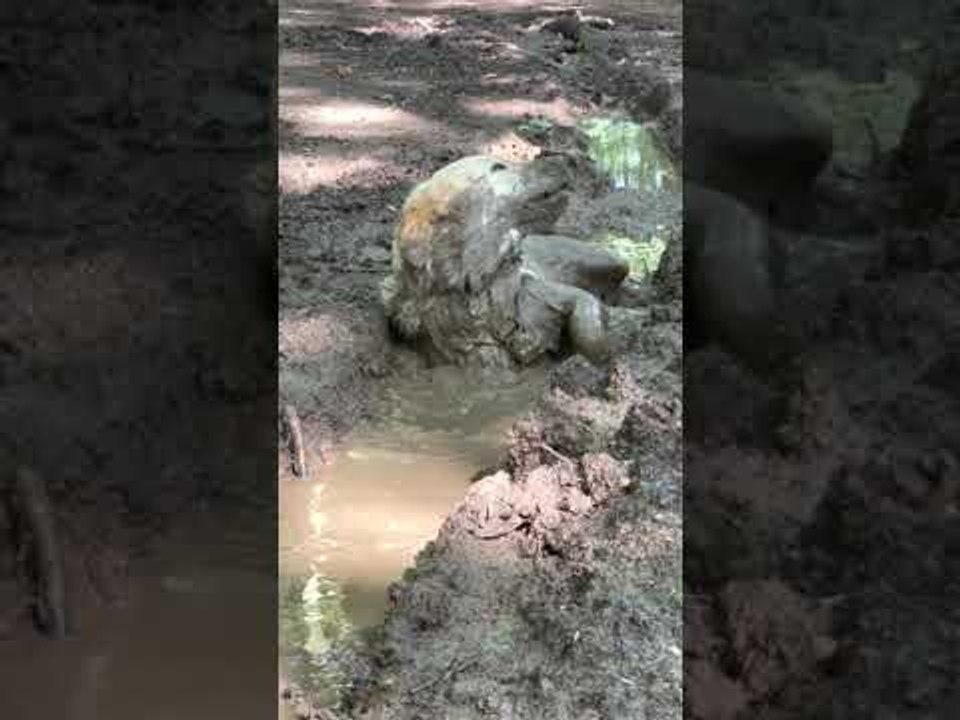 Mud Loving Doggy Relaxes in Sloppy Ditch