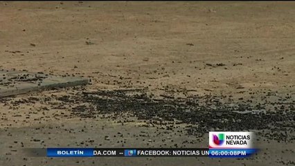 Residentes en Alerta Tras Tiroteo en Zona Residencial