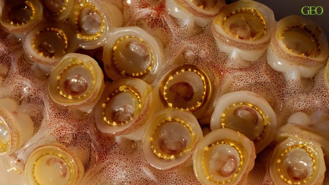 Environnement : des scientifiques mettent en lumière des affrontements entre des requins blancs et des calmars