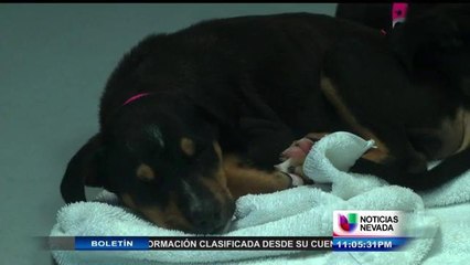 Descuentos en las tasas de adopción para perros