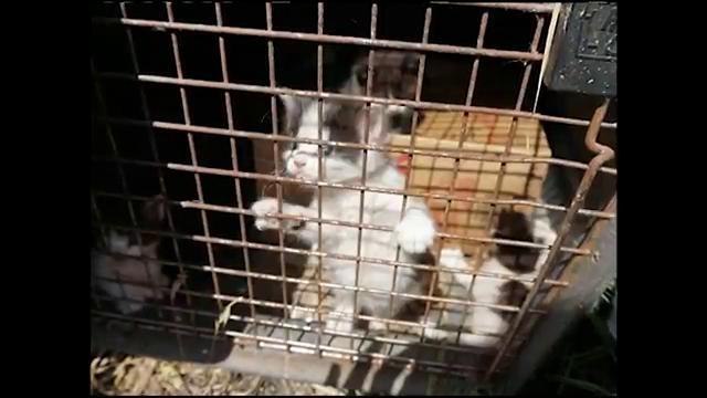 Rescatan animales maltratados