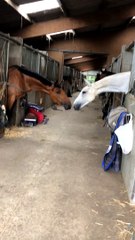 Horses Stretch Across Stable to Be Close