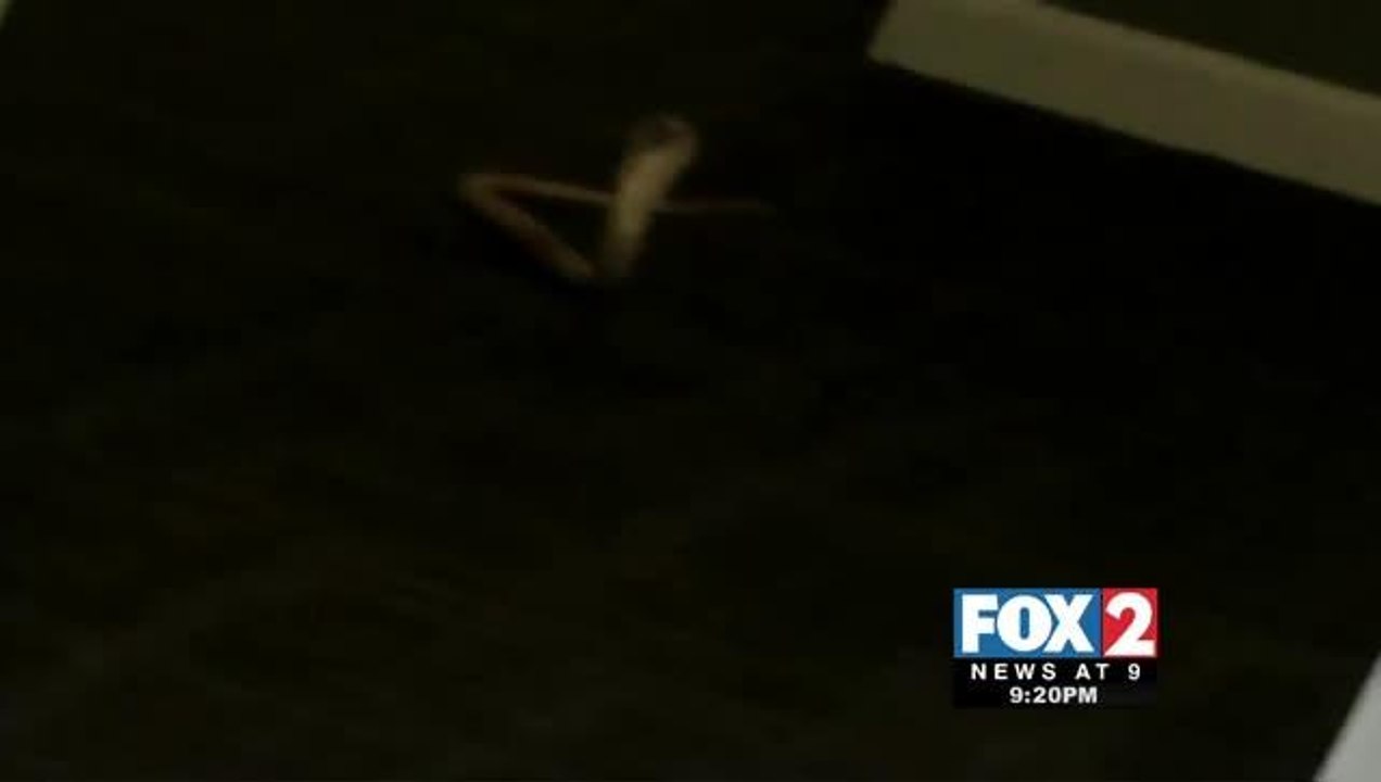 Deadly Cobra Found Slithering down Hallway of Luxury Apartment Complex