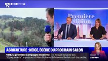 L'improbable duplex d'un journaliste de BFMTV avec une vache agitée