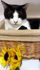 Washing Machine Rocks Relaxed Kitty It to Sleep