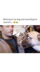 Trending: Barking at dog and record his reaction