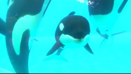 Seaworld en la mirilla, por supuesto maltrato de animales.