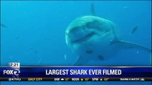 Largest Shark Ever Filmed