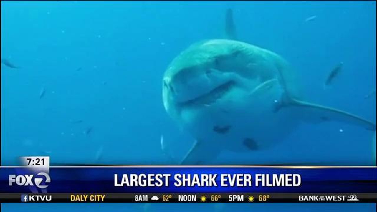 Largest Shark Ever Filmed