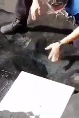 Milhares de abelhas sobrevivem após quase 50 dias enterradas sob as cinzas do vulcão de La Palma