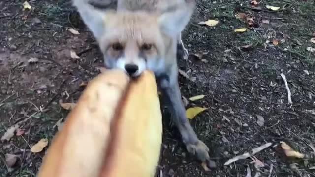 Sivas Halk Eğitim Müdürü aç tilkiyi eliyle besledi