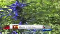 Consumo de marihuana en Mexicali aumenta