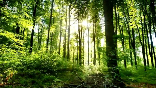 Trees Are Migrating Due to Climate Change and Wildfires May Be Helping