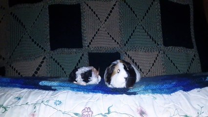 CAVIA PORCELLUS TURMERIC 20201031_074847
