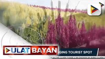 Landingan Viewpoint na dinarayo na ng mga turista sa Quirino, isang dating maisan; Tagapag-alaga ng lugar, mga miyembro ng komunidad