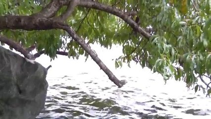 Encuentran el Cuerpo de un Joven Hispano en el Río Potomac