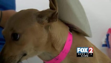 Microchipping your Pets may Soon be Mandatory Across RGV