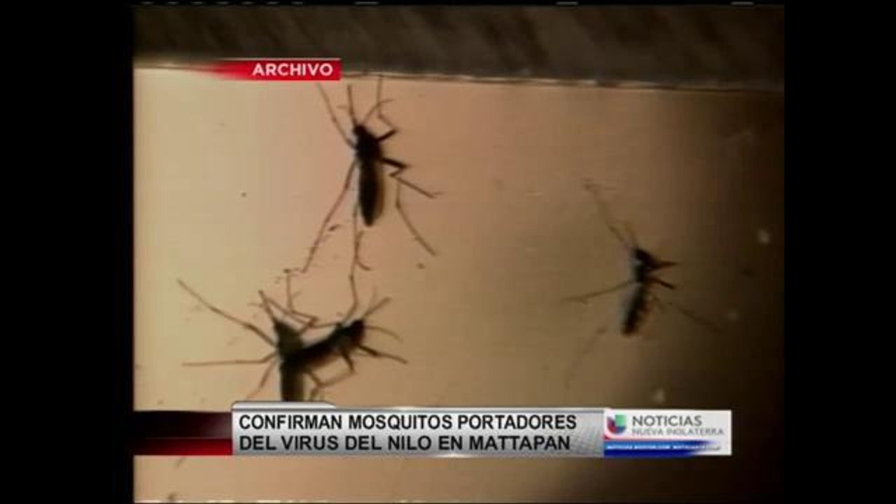Mosquito del Nilo