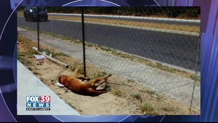 Pet owner arrested for animal cruelty