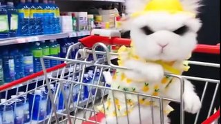Funny and Cute Baby Bunny Rabbit Videos - Baby Animal Video Compilation #11 (2021)