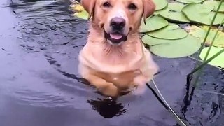 Funniest & Cutest Labrador Puppies #2 - Funny Puppy Videos 2021