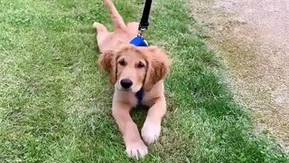 Funniest & Cutest Golden Retriever Puppies #5 - Funny Puppy Videos 2021