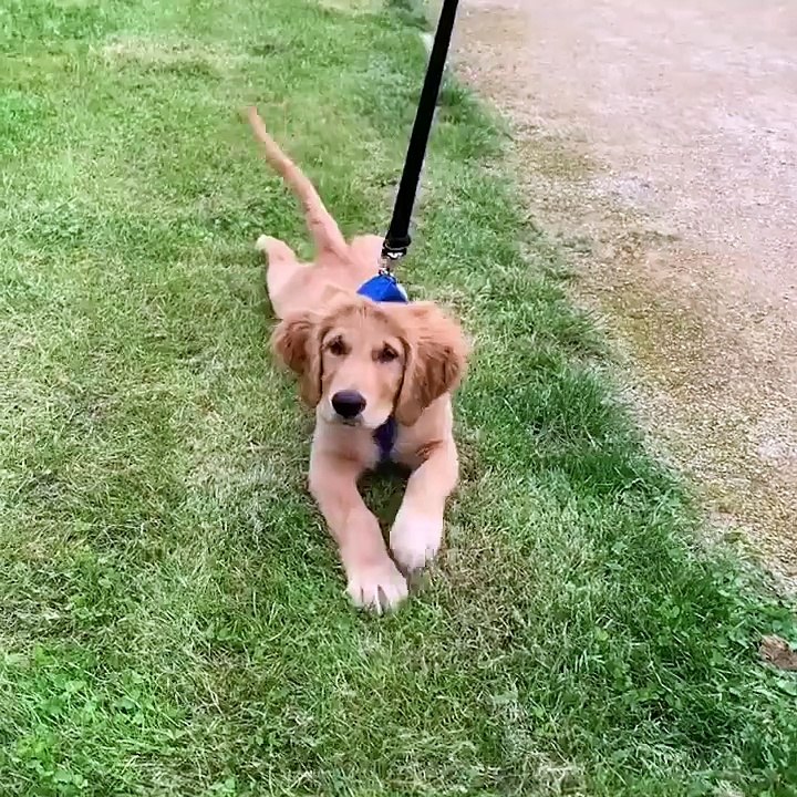 Funniest & Cutest Golden Retriever Puppies #5 - Funny Puppy Videos 2021