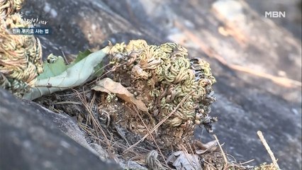 ★자연이 주는 선물★ 기관지, 암, 여성 질환에 특효라는 '부처손'!!