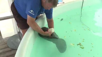 Una obra de amor: SeaWorld rescata bebé manatí