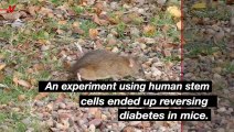 Human Stem Cells Could Potentially Reverse Diabetes In Mice