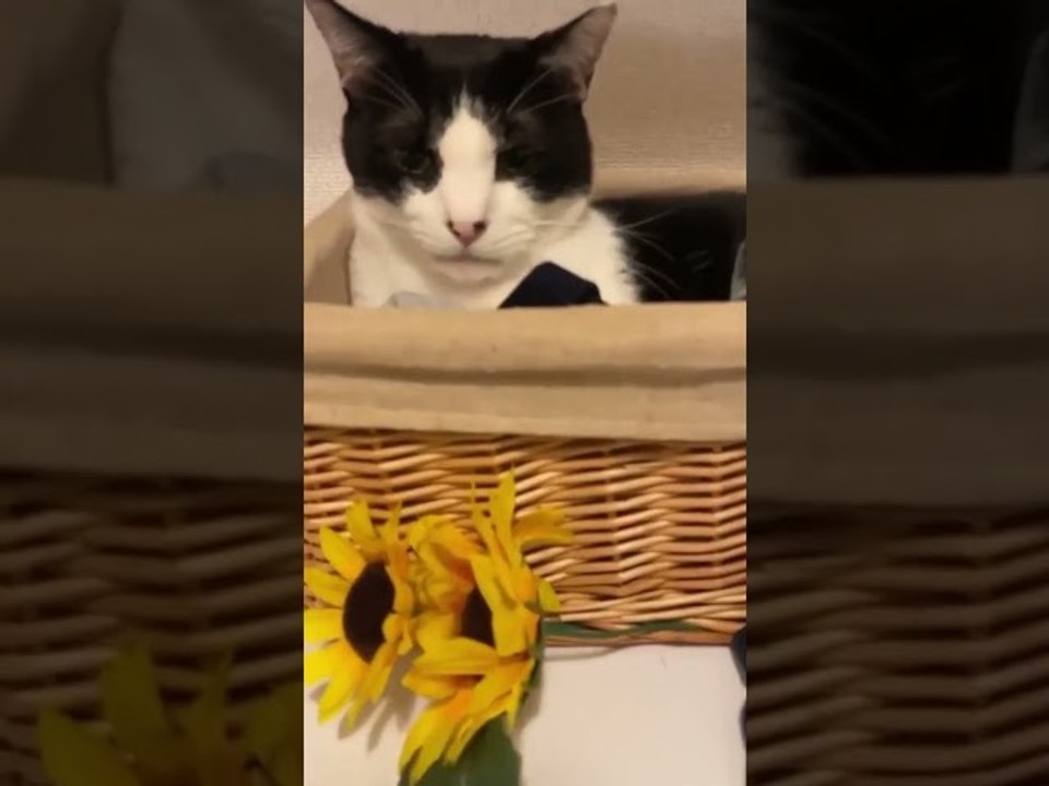 Washing Machine Rocks Relaxed Kitty It to Sleep